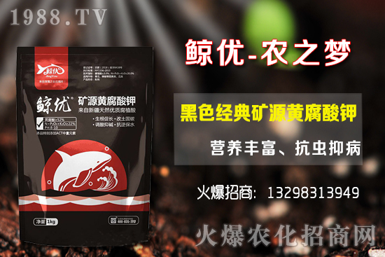 青棗的種植密度，青棗的品種選擇及種植方法！