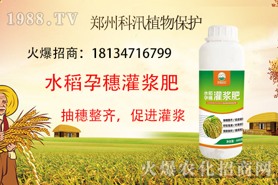 水稻施肥有技巧，這些你都知道了么？水稻施肥技術(shù)要點(diǎn)！