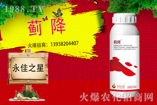 薊馬危害癥狀有哪些？用什么藥能有效防治？