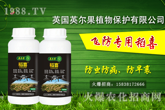 警惕！水稻早衰現(xiàn)象危害大！水稻早衰是什么原因，該怎么防治？