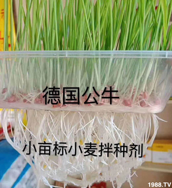 小麥拌種促增產(chǎn)，小麥拌種劑如何選呢？小麥拌種劑品牌選擇！