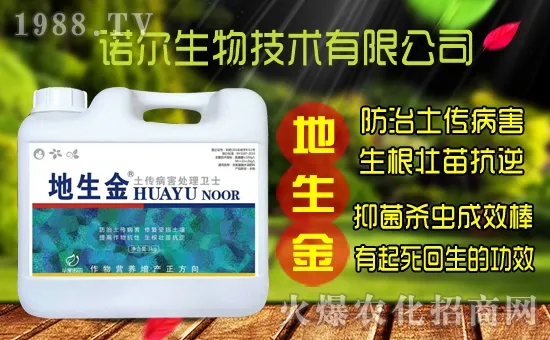 黃花菜種子怎么采集？黃花菜種苗價格多少錢一株？