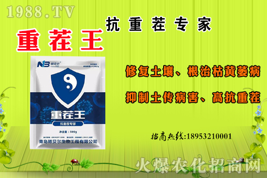 ɽ��ʲô����(ji��)���죿ɽ�����Ҫ�a(ch��n)������������ôʳ�ã�