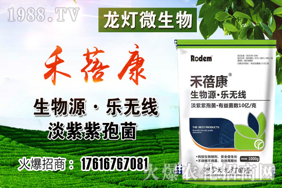 西紅柿授粉方法是？西紅柿露天和大棚種植有何不同？