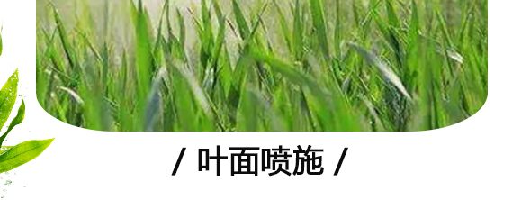 �������}-Ӣ����_13