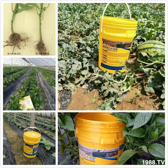 水溶肥市場大變革！？海藻精、魚蛋白將被它代替！1000多用戶鼎力推薦！