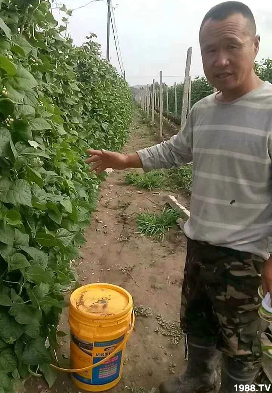 水溶肥市場大變革??？海藻精、魚蛋白將被它代替！1000多用戶鼎力推薦！