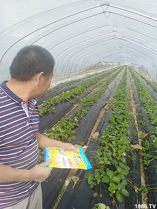 水溶肥市場大變革！？海藻精、魚蛋白將被它代替！1000多用戶鼎力推薦！