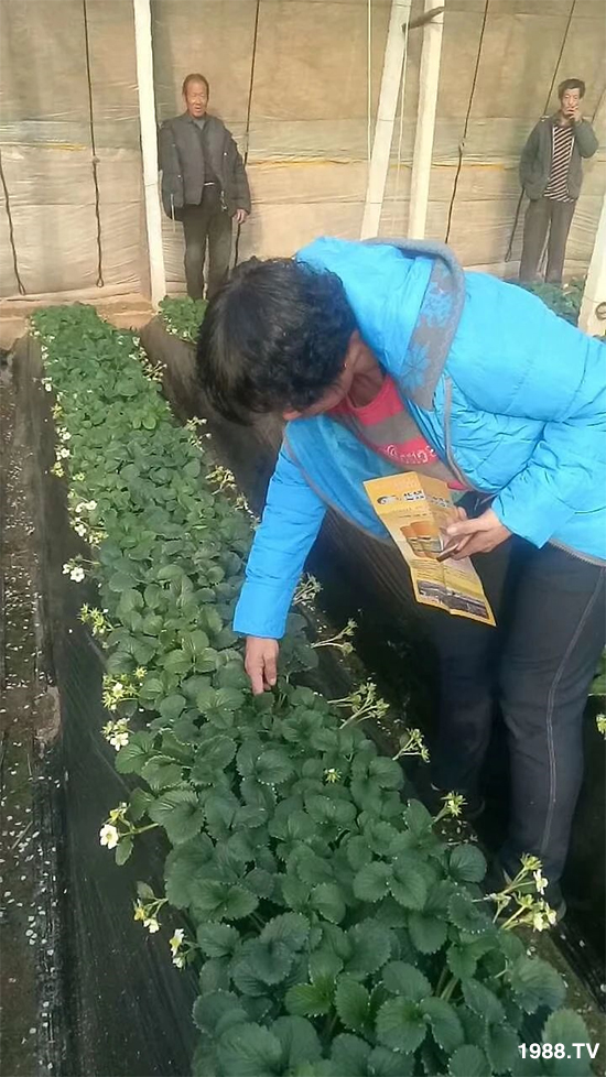 水溶肥市場大變革??？海藻精、魚蛋白將被它代替！1000多用戶鼎力推薦！