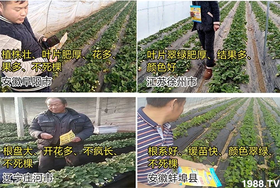 水溶肥市場大變革！？海藻精、魚蛋白將被它代替！1000多用戶鼎力推薦！