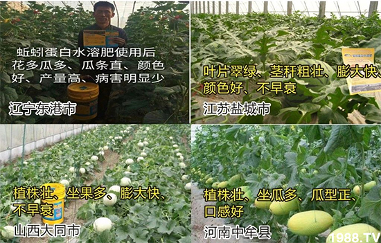 水溶肥市場大變革??？海藻精、魚蛋白將被它代替！1000多用戶鼎力推薦！