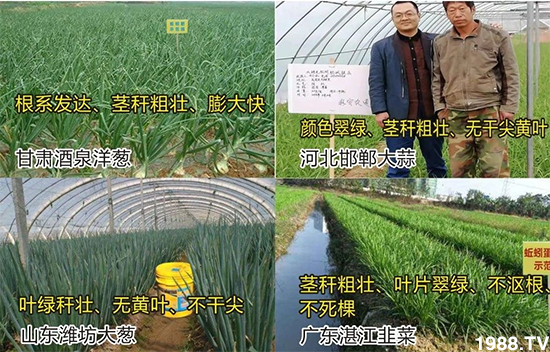 水溶肥市場大變革??？海藻精、魚蛋白將被它代替！1000多用戶鼎力推薦！