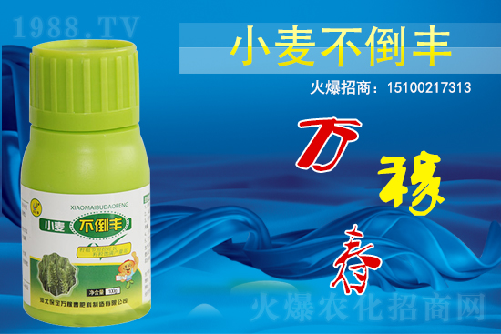 小麥不倒怎么做？還得是用小麥不倒豐!