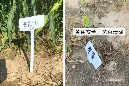 芪兵2號(hào)隆重上市！多年打造，可除莧菜的黃芪除草劑，除草更廣，更全面！