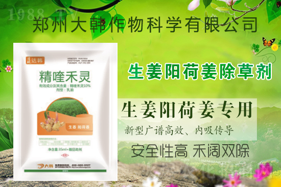 大姜陽荷姜怎么除草，姜地打什么除草劑，大姜陽荷姜除草方法及注意事項