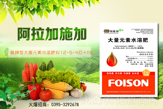 2月6日全國小麥報價！小麥價格突破1.57元/斤