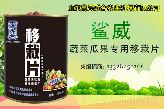 幼苗移栽苗弱、不長、死苗...？蔬菜定植必看