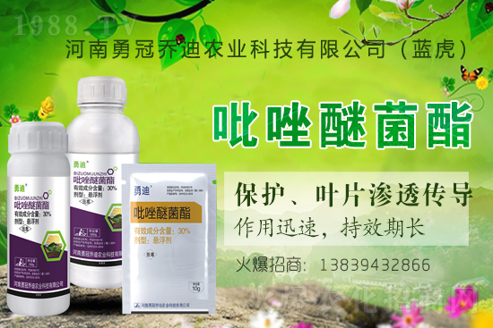 合作升級，勇冠喬迪（藍(lán)虎）再簽1988.TV，共創(chuàng)新輝煌！