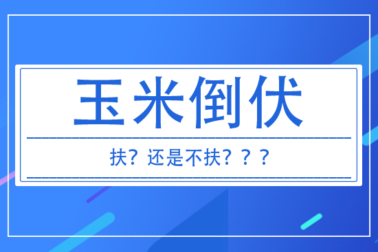 玉米倒伏到底扶不扶？ 答案來了！
