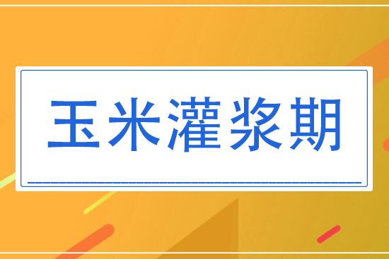 8月玉米灌漿期將怎么管理？