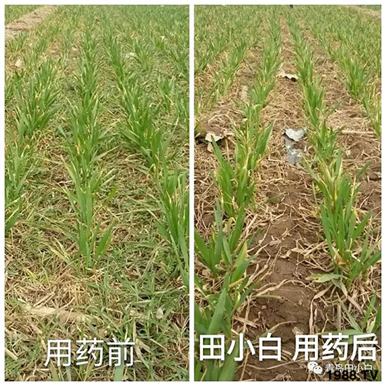 小麥雜草，節(jié)節(jié)麥泛濫成災(zāi)，怎么辦？小麥除草劑怎么選