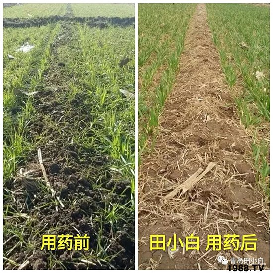 小麥雜草，節(jié)節(jié)麥泛濫成災(zāi)，怎么辦？小麥除草劑怎么選