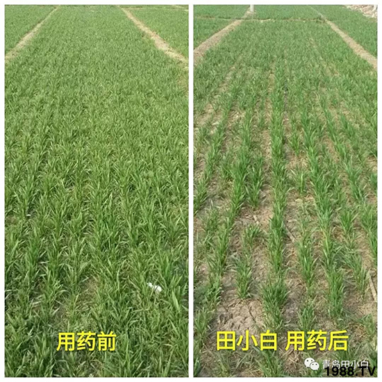 小麥雜草，節(jié)節(jié)麥泛濫成災(zāi)，怎么辦？小麥除草劑怎么選