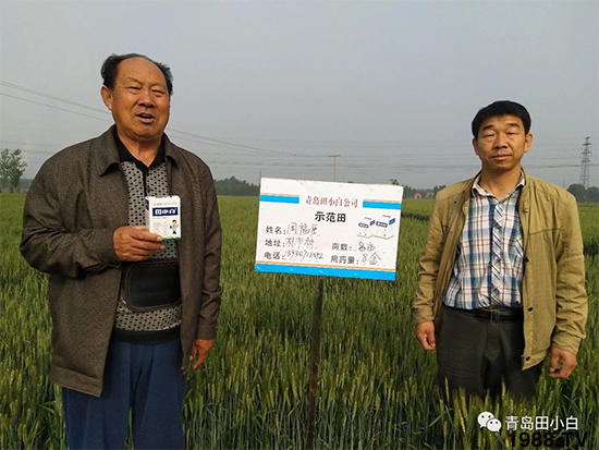 小麥雜草，節(jié)節(jié)麥泛濫成災(zāi)，怎么辦？小麥除草劑怎么選