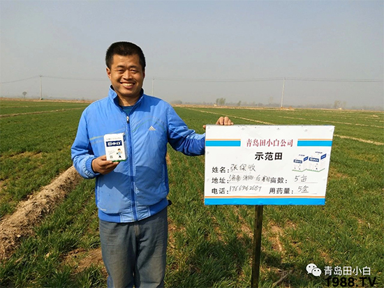 小麥雜草，節(jié)節(jié)麥泛濫成災(zāi)，怎么辦？小麥除草劑怎么選