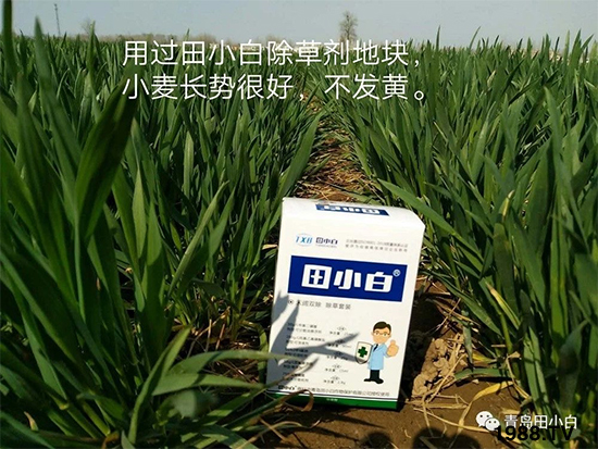 小麥雜草，節(jié)節(jié)麥泛濫成災(zāi)，怎么辦？小麥除草劑怎么選