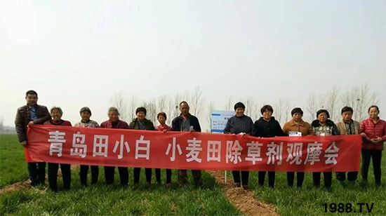 小麥雜草，節(jié)節(jié)麥泛濫成災(zāi)，怎么辦？小麥除草劑怎么選