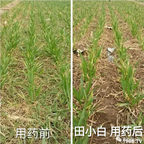 節(jié)節(jié)麥危害嚴(yán)重怎么打？用什么藥劑效果好？