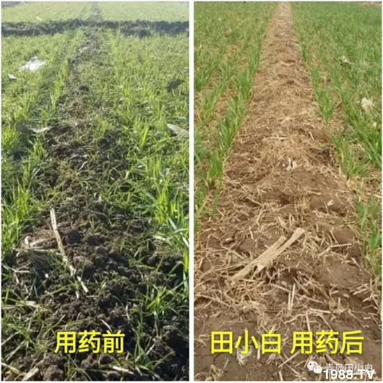 節(jié)節(jié)麥危害嚴(yán)重怎么打？用什么藥劑效果好？