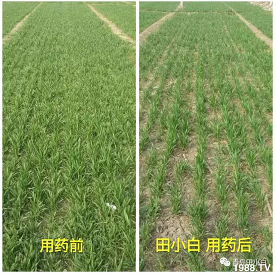 節(jié)節(jié)麥危害嚴(yán)重怎么打？用什么藥劑效果好？