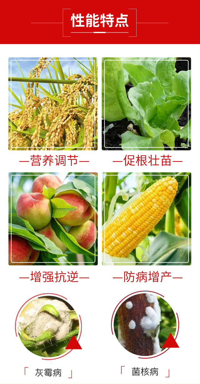 灰孩-蓓力秀-騰豐農(nóng)業(yè)_04