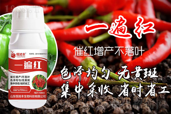 辣椒催紅措施怎么做？辣椒如何提前上市？辣椒催紅藥什么時(shí)候打好？