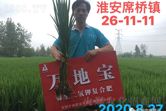 水稻分蘗不好對產量有多大影響？促進水稻分蘗怎么做？