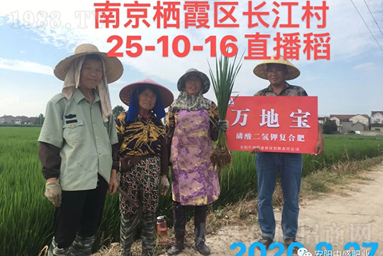 水稻分蘗不好對產量有多大影響？促進水稻分蘗怎么做？