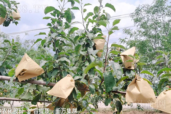     果實(shí)套袋后可減少農(nóng)藥殘留，改善果子的外觀品質(zhì)，可大大提高果品賣相，更容易出售并賣出高價(jià)，所以果樹套袋目前仍然是我國(guó)果園的主要管理方法，套袋蘋果表光就是好，也少病害。