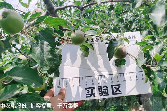     果實(shí)套袋后可減少農(nóng)藥殘留，改善果子的外觀品質(zhì)，可大大提高果品賣相，更容易出售并賣出高價(jià)，所以果樹套袋目前仍然是我國(guó)果園的主要管理方法，套袋蘋果表光就是好，也少病害。