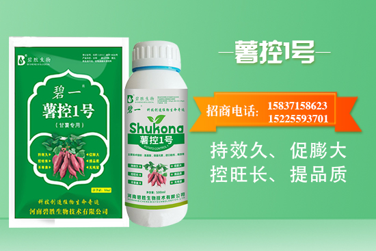 紅薯如何控旺？紅薯控旺有哪些措施？控旺產(chǎn)品怎么選？