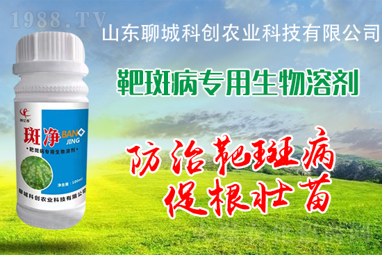 黃瓜靶斑病危害逐年加重！防治措施有哪些？