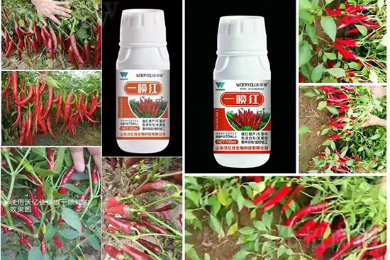 ���t�����95%���߼t�����~�����뷭�׷�����������һ���t��