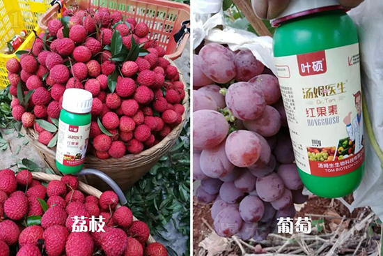 紅果素—只為轉(zhuǎn)色而生！轉(zhuǎn)色快、高，催紅不用愁！