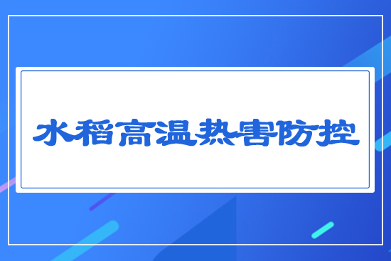 水稻高溫熱害防控
