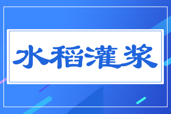 水稻灌漿