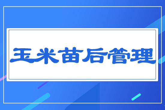 玉米苗后管理