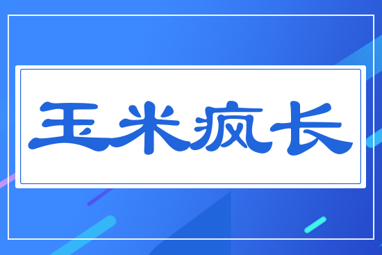 玉米瘋長(zhǎng)