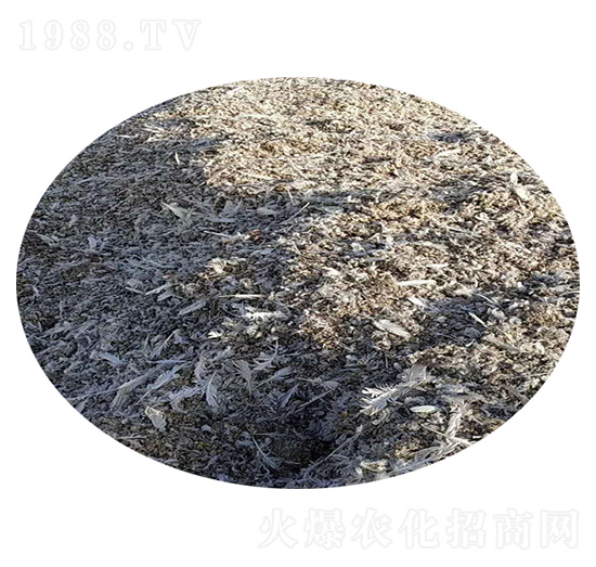 ���ӼS-ʥ������