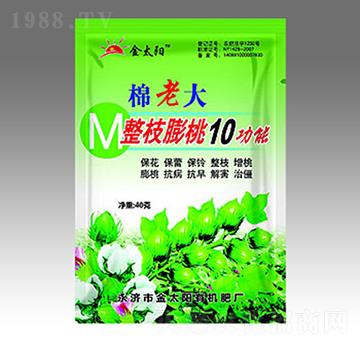 ���ϴ���֦����10����-��̫�(y��ng)�ʘI(y��)